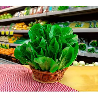 Hortifresco Lechuga Romana